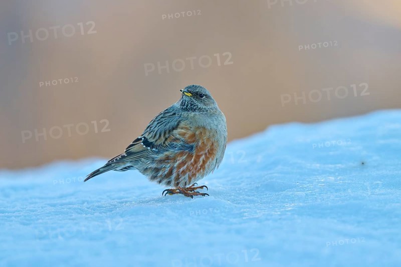A bird sitting in the snow, surrounded by a wintry, cold atmosphere, Alpine Accentor (Prunella collaris), Gemmi Pass, Leukerbad, Leuk, Valais, Switzerland