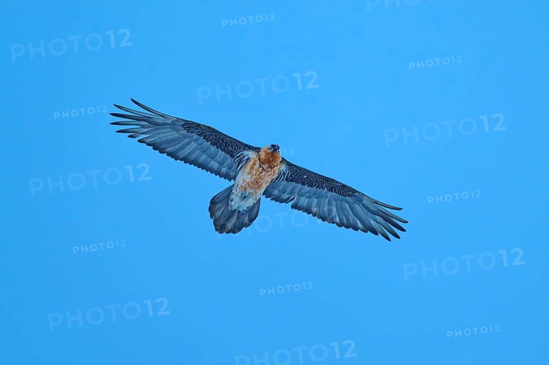 A powerful bearded vulture flies through the blue sky with its wings spread wide, bearded vulture (Gypaetus barbatus), Gemmi Pass, Leukerbad, Leuk, Valais, Switzerland