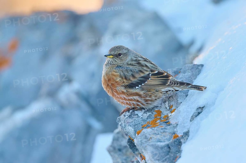 A bird sitting on a rock with orange-coloured lichen, Alpine Accentor (Prunella collaris), Gemmi Pass, Leukerbad, Leuk, Valais, Switzerland