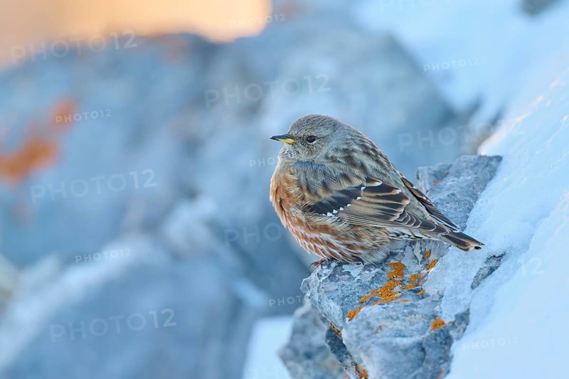 A bird sitting on a snow-covered rock in winter, Alpine Accentor (Prunella collaris), Gemmi Pass, Leukerbad, Leuk, Valais, Switzerland