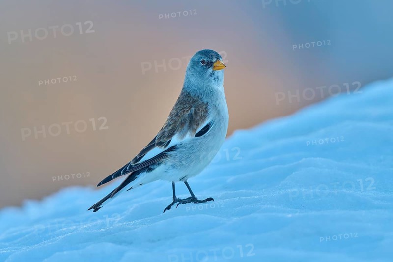 A bird standing in the snow, surrounded by a quiet winter atmosphere, Snowfinch (Montifringilla nivalis), Gemmi Pass, Leukerbad, Leuk, Valais, Switzerland
