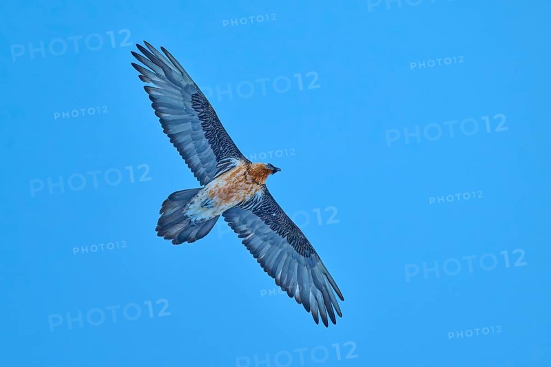 A confident bearded vulture soars serenely in the wide blue sky, bearded vulture (Gypaetus barbatus), Gemmi Pass, Leukerbad, Leuk, Valais, Switzerland
