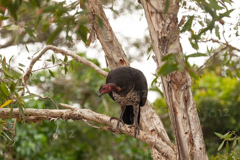 Daytime view of Australian bush turkey (Alectura lathami) on a tree at Broken Head Nature Reserve near Byron Bay, New South Wales, Australia
