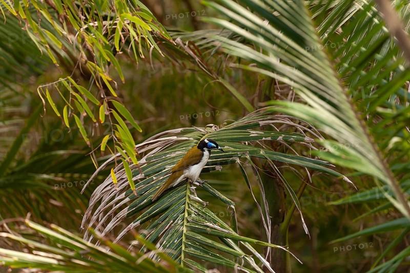 Daytime capture of blue eared bird (Entomyzon cyanotis) on a palm at Broken Head Nature Reserve near Byron Bay, New South Wales, Australia