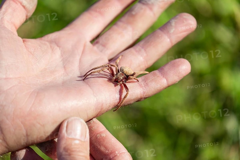 Daytime macro view of a huntsman spider resting on a man hand at an outdoor location, Australia