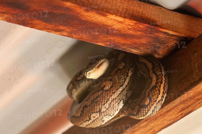 Snake relaxing under a corrugated roof in a local carpark. Resting carpet python, Byron Bay, New South Wales, Australia