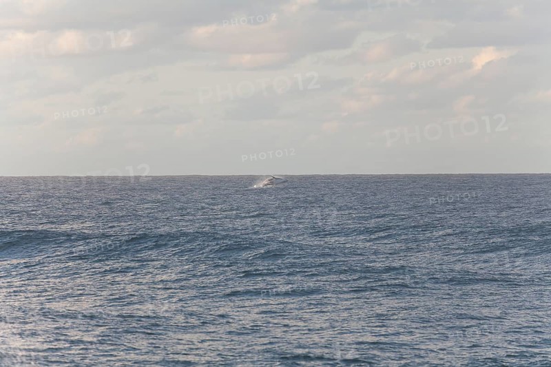 Migration view with whale jumping in the distant ocean. Humpback whale breaching, Cape Byron, New South Wales, Australia
