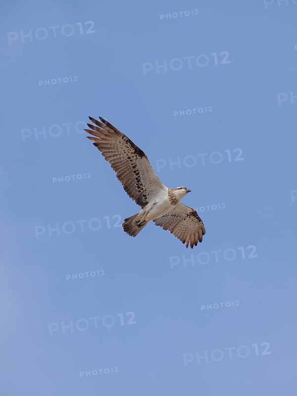 Eastern osprey (Pandion cristatus) with open wings soaring through the air near the coast. Osprey flying, Byron Bay, New South Wales, Australia