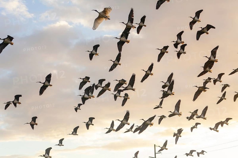 Large group of Australian white ibises (Threskiornis molucca) soaring across the blue sky. Flying birds, Byron Bay, New South Wales, Australia