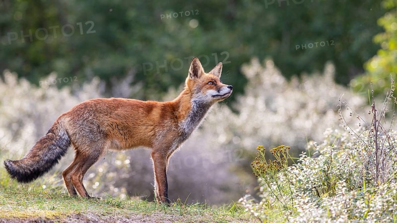 Attentive fox (Vulpes vulpes) on a tree, Zandvoort, Netherlands