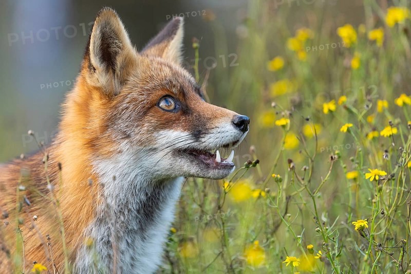 Portrait of a fox (Vulpes vulpes), Zandvoort, Netherlands