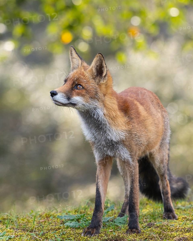 Attentive fox (Vulpes vulpes) on a tree, Zandvoort, Netherlands
