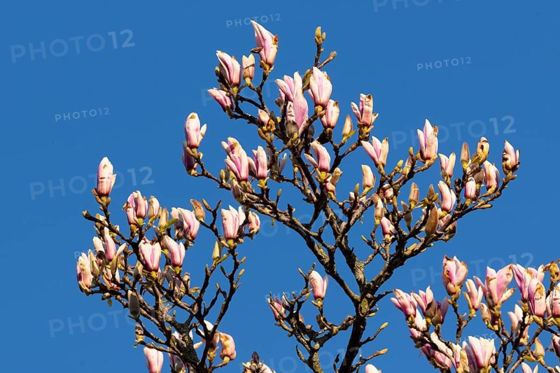 Flowering magnolia (Magnolia) in spring, Cloppenburg, Lower Saxony, Germany