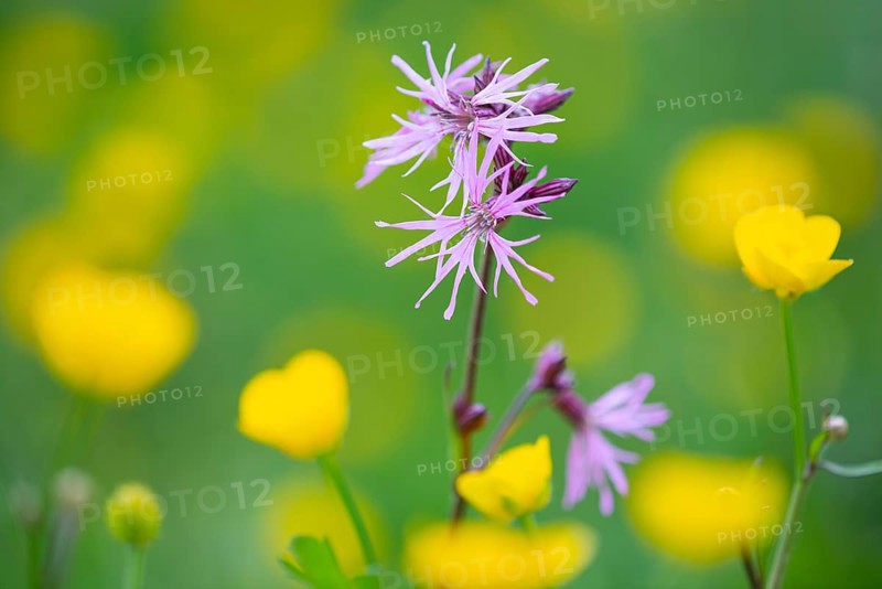 Cuckoo flower (Silene flos-cuculi), Vechta, Lower Saxony, Germany