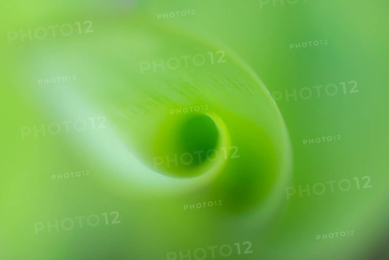 Lily of the valley (Convallaria majalis), Bakum, Lower Saxony, Germany
