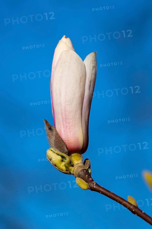 Flowering magnolia (Magnolia) in spring, Cloppenburg, Lower Saxony, Germany