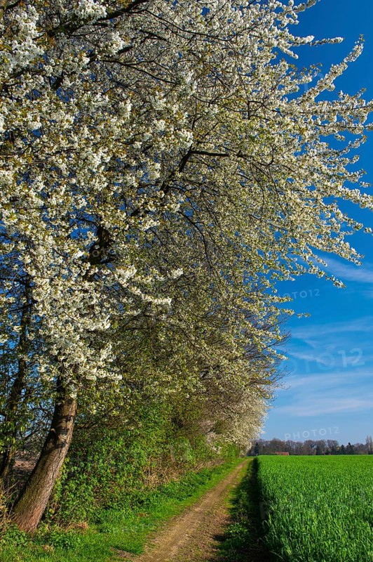 Blooming cherry tree on a hedge, Oldenburger Münsterland, Elsten, Lower Saxony, Germany