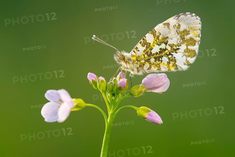 Aurora butterfly (Anthocharis cardamines) on meadowfoam, Oldenburger Münsterland, Vechta, Lower Saxony, Germany