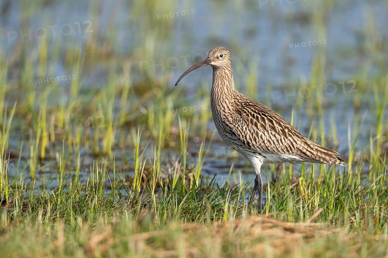 Eurasian curlew (Numenius arquata), wet meadow, moor, Goldenstedt, Lower Saxony, Germany