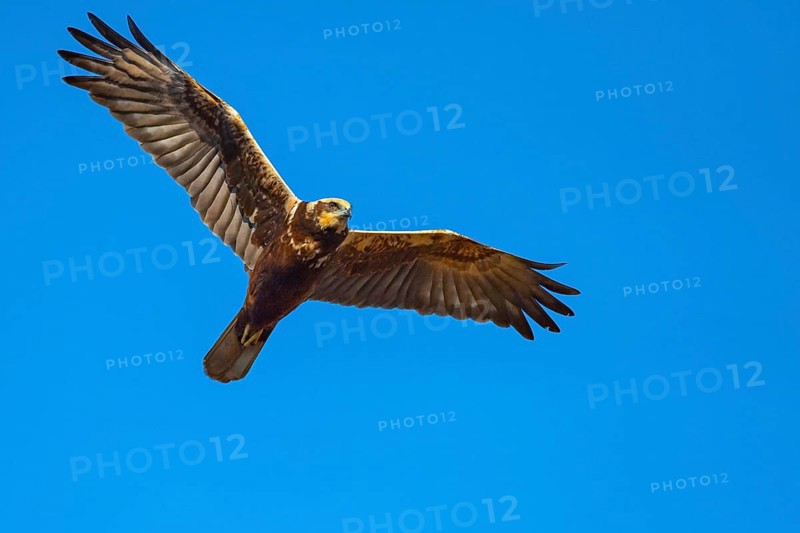 Marsh harrier (Circus aeruginosusv) in flight, Dümmer, Hüde, Lower Saxony, Germany
