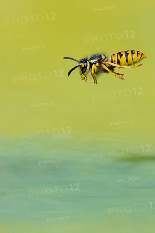 Wasps (Vespinae) in flight, Vechta, Lower Saxony, Germany