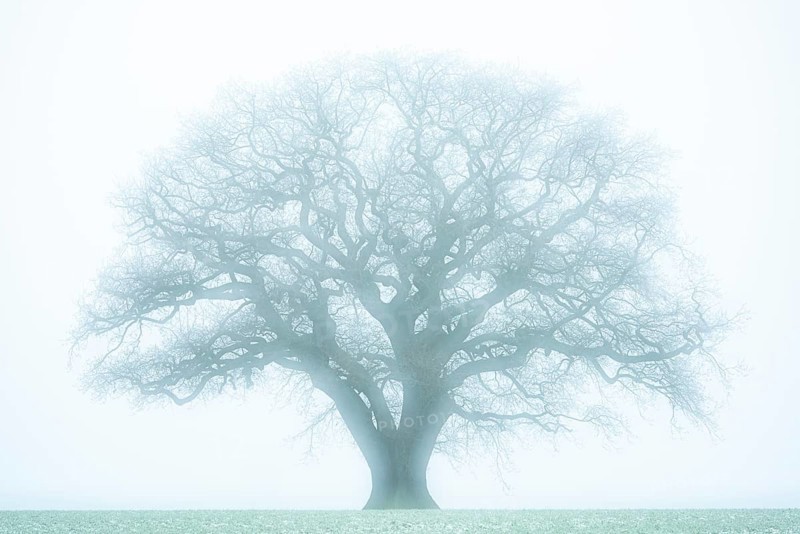 Large, old oak (Quercus) in the snow, solitary, Melle, North Rhine-Westphalia, Germany