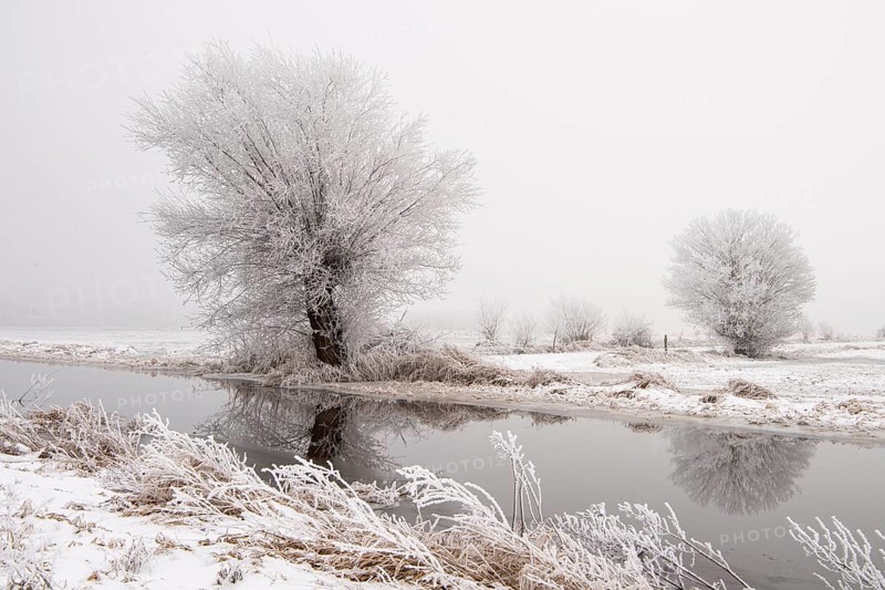 Willow in hoarfrost in winter on the edge channel of the Dümmer, Dümmer, Hüde, Lower Saxony, Germany