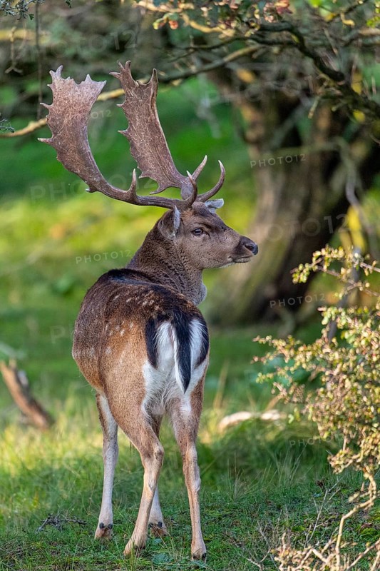 Fallow deer (dama dama), male, deer, Zandvoort, North Holland, Netherlands