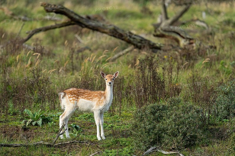 Fallow deer (dama dama), Zandvoort, North Holland, Netherlands