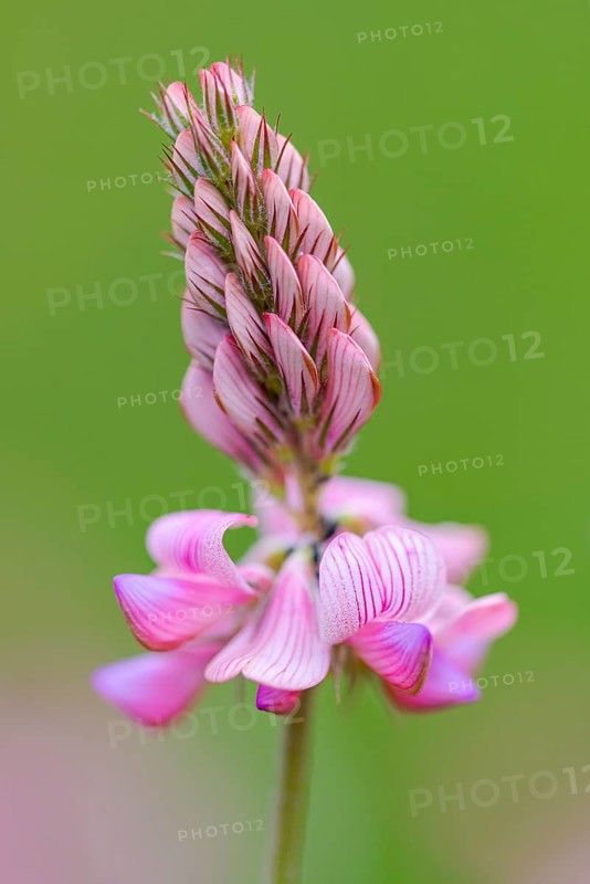 Seed asparagus (Onobrychis viciifolia), Leutra, Jena, Thuringia, Germany