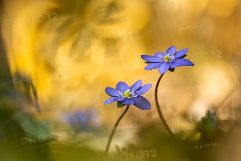 Blooming liverwort (Anemone hepatica) in the forest in spring, early bloomer, Steinhagen, Steinhagen, Lower Saxony, Germany