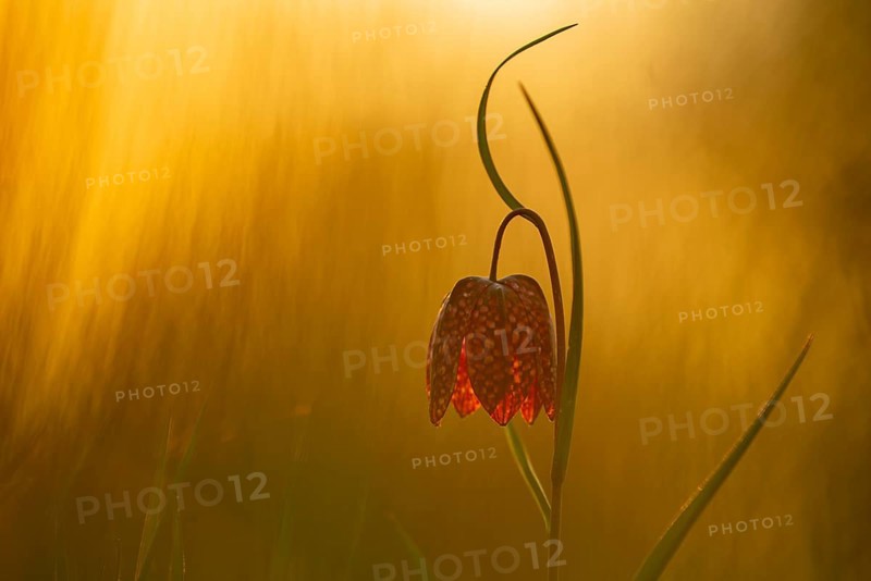 Snake's Head Fritillary (Fritillaria meleagris) at sunrise in a wet meadow in spring, Berne, Lower Saxony, Germany