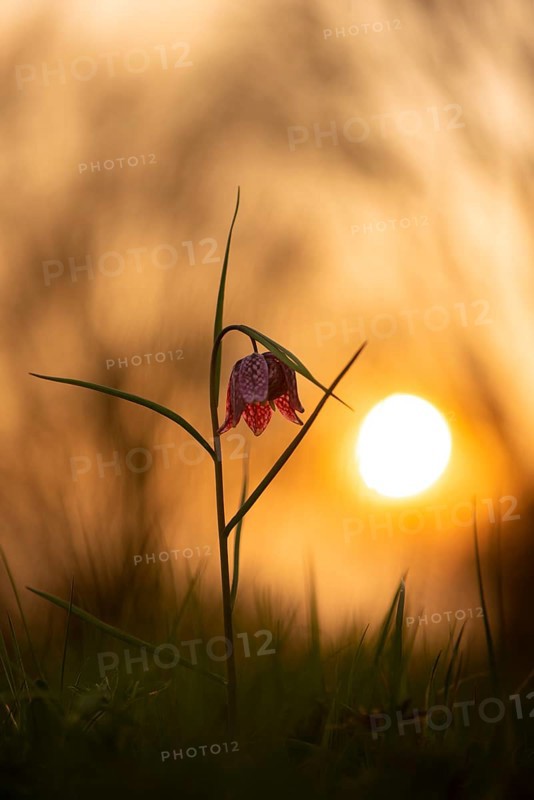 Snake's Head Fritillary (Fritillaria meleagris) at sunrise in a wet meadow in spring, Berne, Lower Saxony, Germany