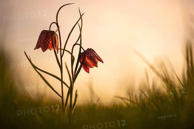 Snake's Head Fritillary (Fritillaria meleagris) in a wet meadow in spring, Berne, Lower Saxony, Germany
