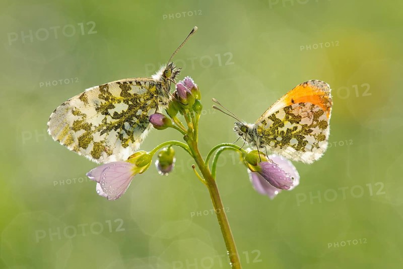 Aurora butterfly (Anthocharis cardamines) on meadow foamwort at sunset in spring, butterfly, Telbrake, Vechta, Lower Saxony, Germany