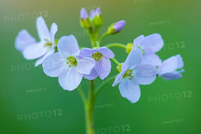 Flowering meadow foamwort (Cardamine pratensis) in spring in a wet meadow, Vechta, Lower Saxony, Germany