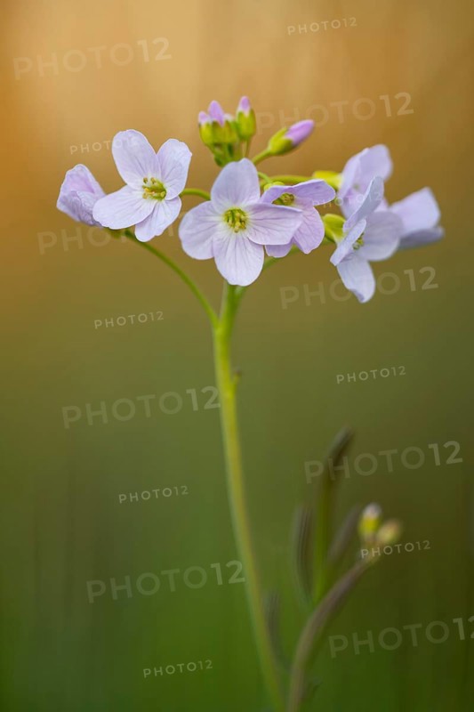 Flowering meadow foamwort (Cardamine pratensis) in spring in a wet meadow, Vechta, Lower Saxony, Germany