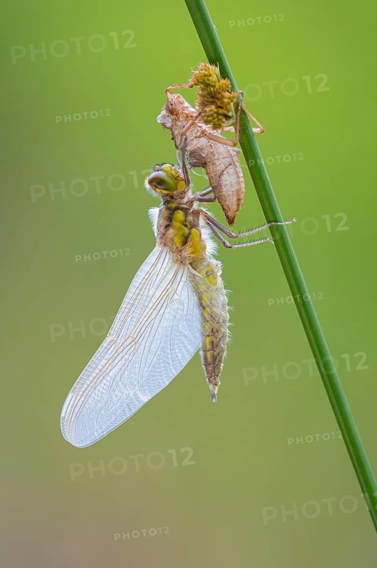 Methamorphosis of a four-spot (Libellula quadrimaculata), dragonfly, Oldenburger Münsterland, moor, lake, Goldenstedt, Lower Saxony, Germany
