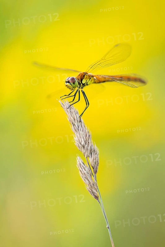Marsh dragonfly (Sympetrum depressiusculum), Ahlhorn, Lower Saxony, Germany