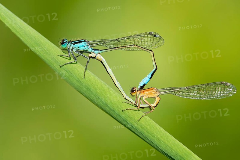 Blue-tailed damselfly (Ischnura elegans), mating wheel, Oldenburger Münsterland, Hunte, Goldenstedt, Lower Saxony, Germany