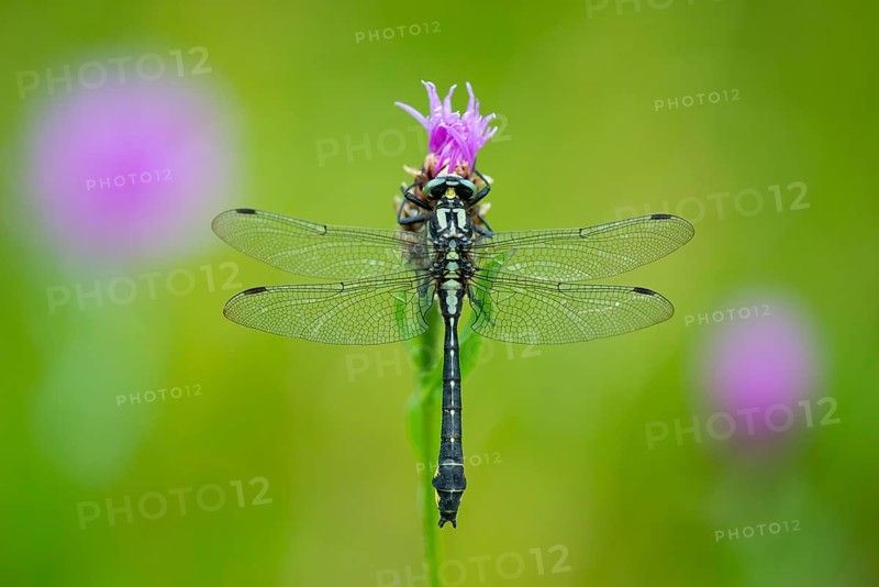 Common Club-tail (Gomphus vulgatissimus), Oldenburger Muensterland, Goldenstedt, Lower Saxony, Germany