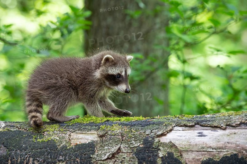 Young raccoon (Procyon lotor) on a discovery tour, Steinhagen, North Rhine-Westphalia, Germany