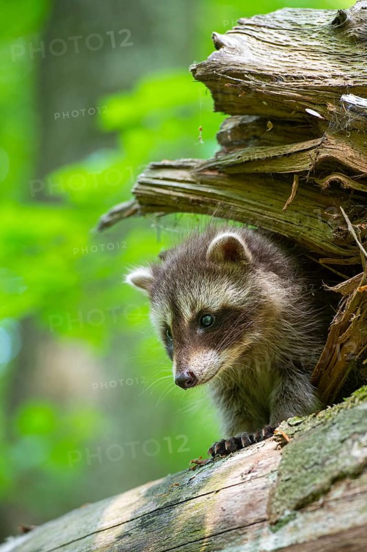 Young raccoon (Procyon lotor) on a discovery tour, Steinhagen, North Rhine-Westphalia, Germany