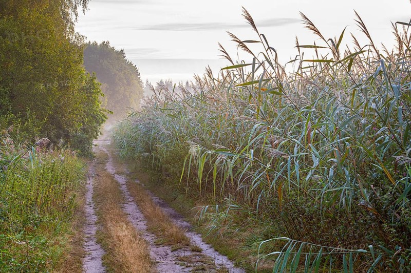 Trail along the reeds at the Ahlhorn fish ponds, Lower Saxony State Forests, Ahlhorn, Lower Saxony, Germany