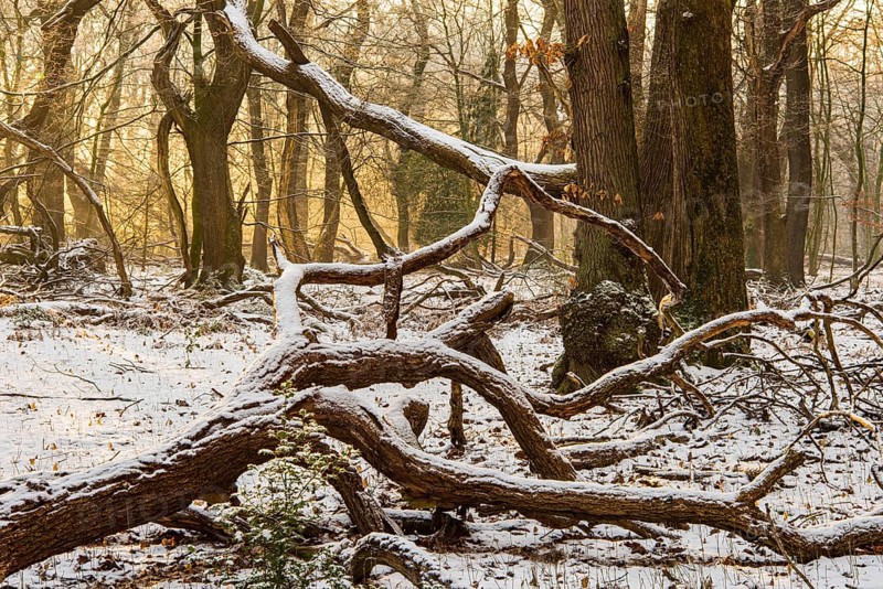 Winter in the jungle tree trail with ancient trees in the Ahlhorner Fischteiche nature reserve, Emstek, Lower Saxony, Germany
