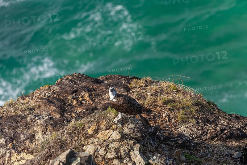 Daytime capture of an osprey holding a fish on rocks at Cape Byron, New South Wales, Australia