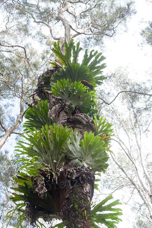Platycerium fern in swamp at Byron Bay, New South Wales, Australia