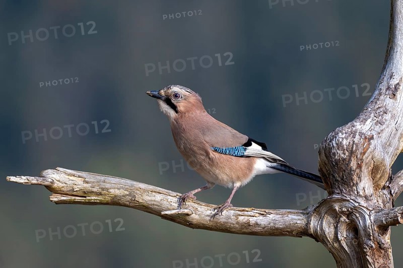 Eurasian jay (Garrulus glandarius), sitting on a branch, Terfens, Tyrol, Austria
