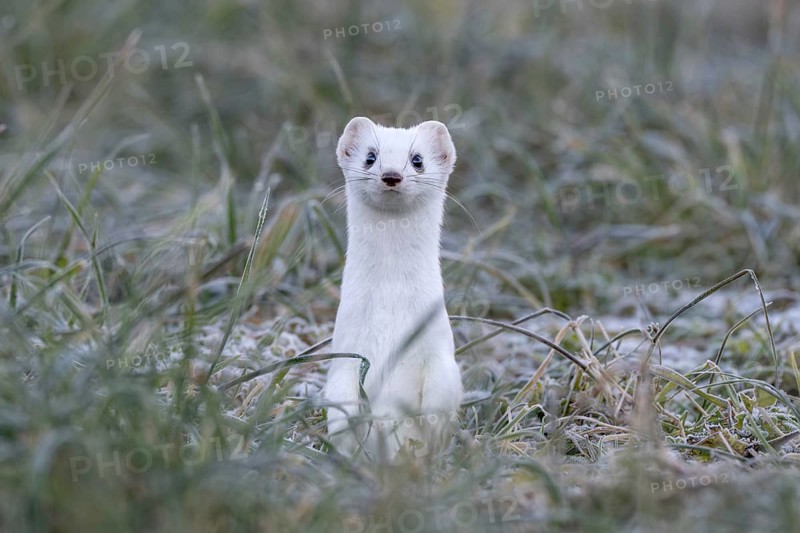 Ermine (Mustela erminea), in winter fur, Münster, Tyrol, Austria