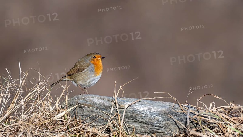 Robin (Erithacus rubecula), sitting on a stone, Terfens, Tyrol, Austria